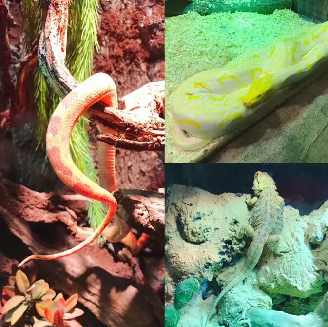 地理位置:潘多拉萌宠乐园位于郑州市大商新玛特金博大店3楼,拥有百余