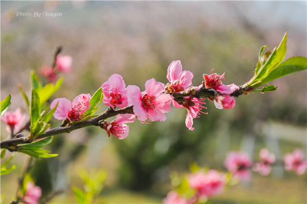 洛陽(yáng)洛神島在哪里？洛陽(yáng)洛神島賞花節(jié)地址