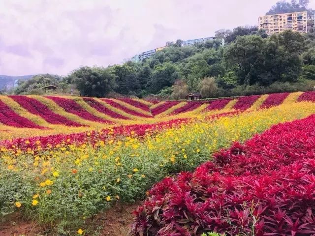 清溪谷旅游區(qū)花田酒地景區(qū)