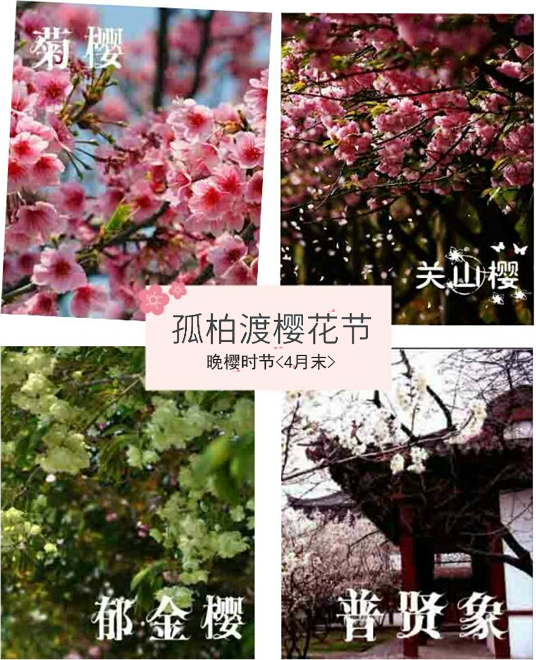 郑州站荥阳孤柏渡丰乐樱花园