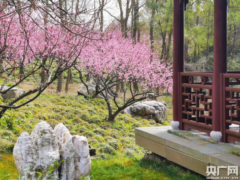 上海海灣國家森林公園恢復(fù)開放 晚梅花開正艷賞櫻指日可待