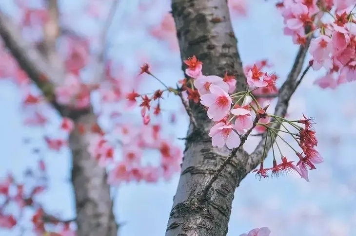 正定古城樱花小镇