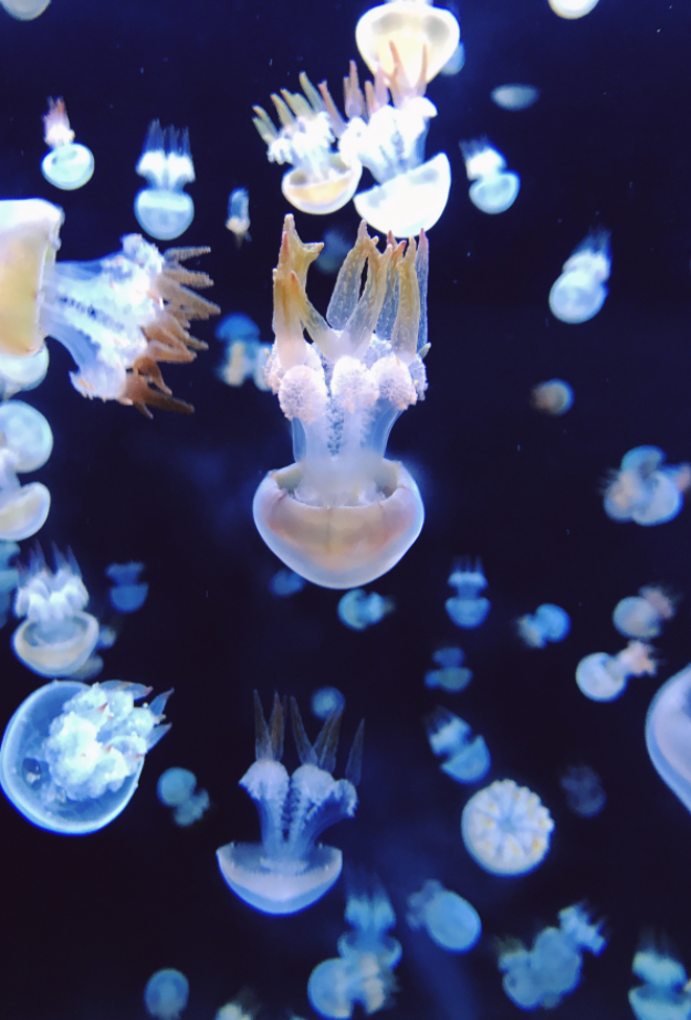 重慶漢海海洋公園