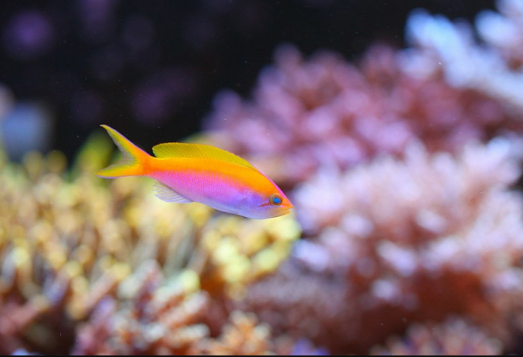 重慶漢海海洋公園