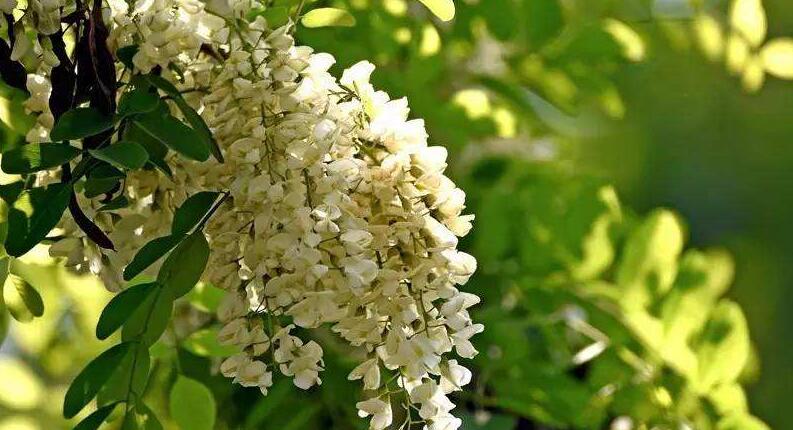 新密九里山槐花节