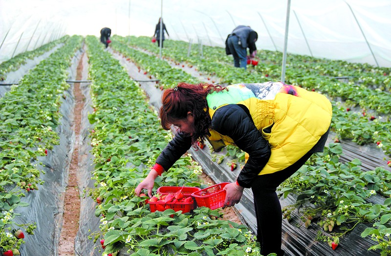 未来农林大世界