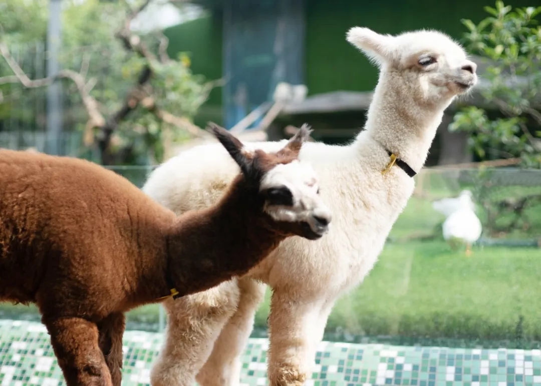 上海亚马逊萌宠公园