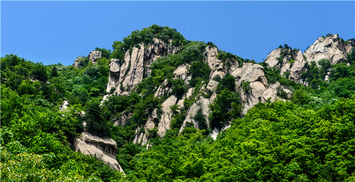 连翘树什么时候栽