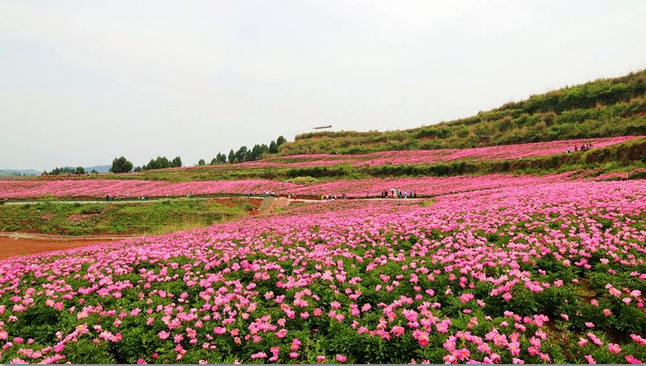 花田广兴宝塔浪漫樱花园怎么样?值得去吗?