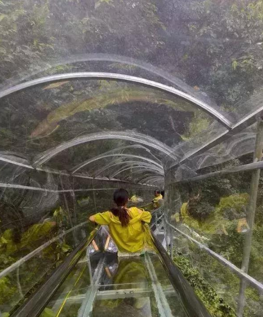 茶山风景区玻璃桥图片