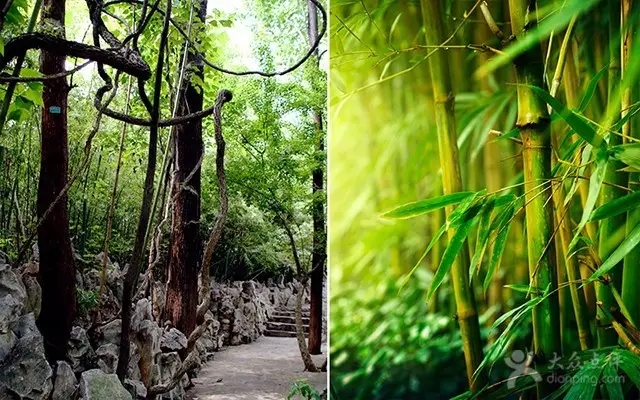 四门塔涌泉竹林景区