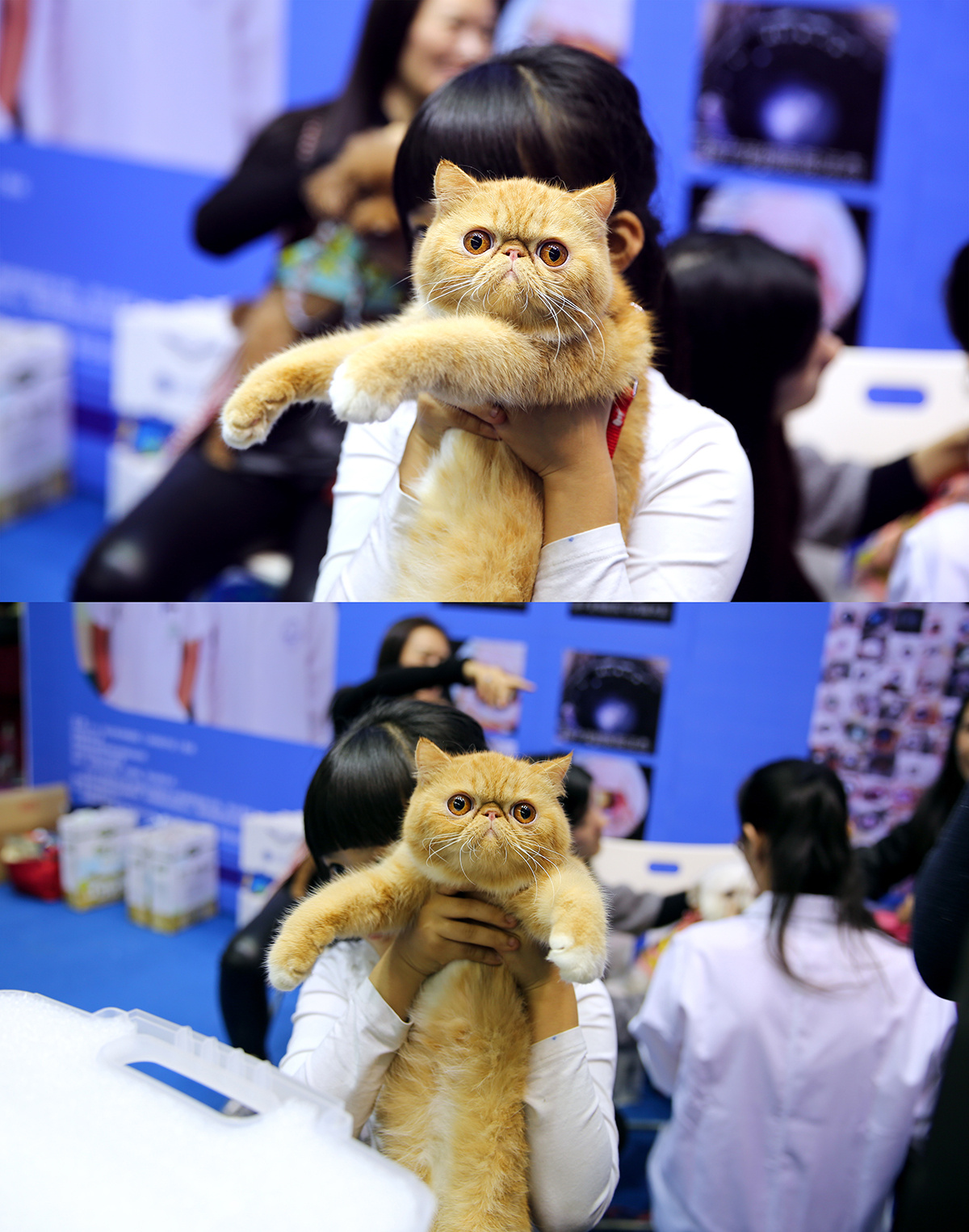 深圳宠物展2022时间地点地址门票价格购票入口信息一览