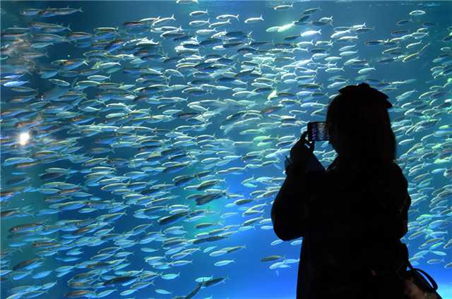 南京海底世界海豚馆