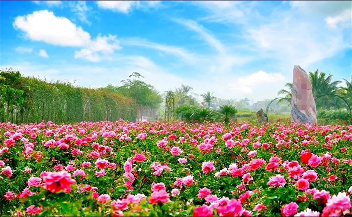 南京湖熟古樁月季園