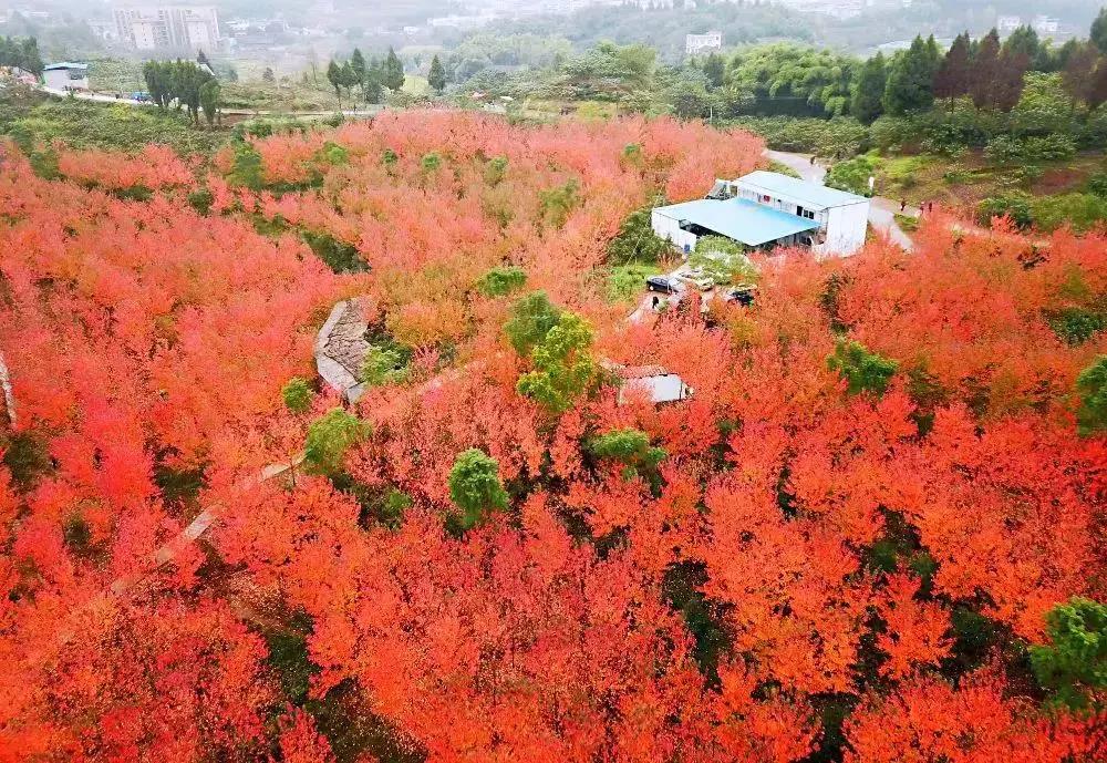 【重慶】合川古樓紅楓林