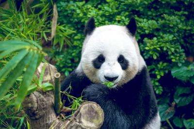 成都大熊猫繁育研究基地