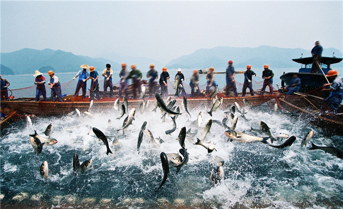 杭州千岛湖巨网捕鱼