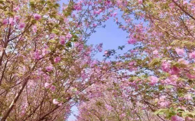 宝塔山樱花园