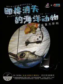 光影剧《即将消失的海洋动物》上海站