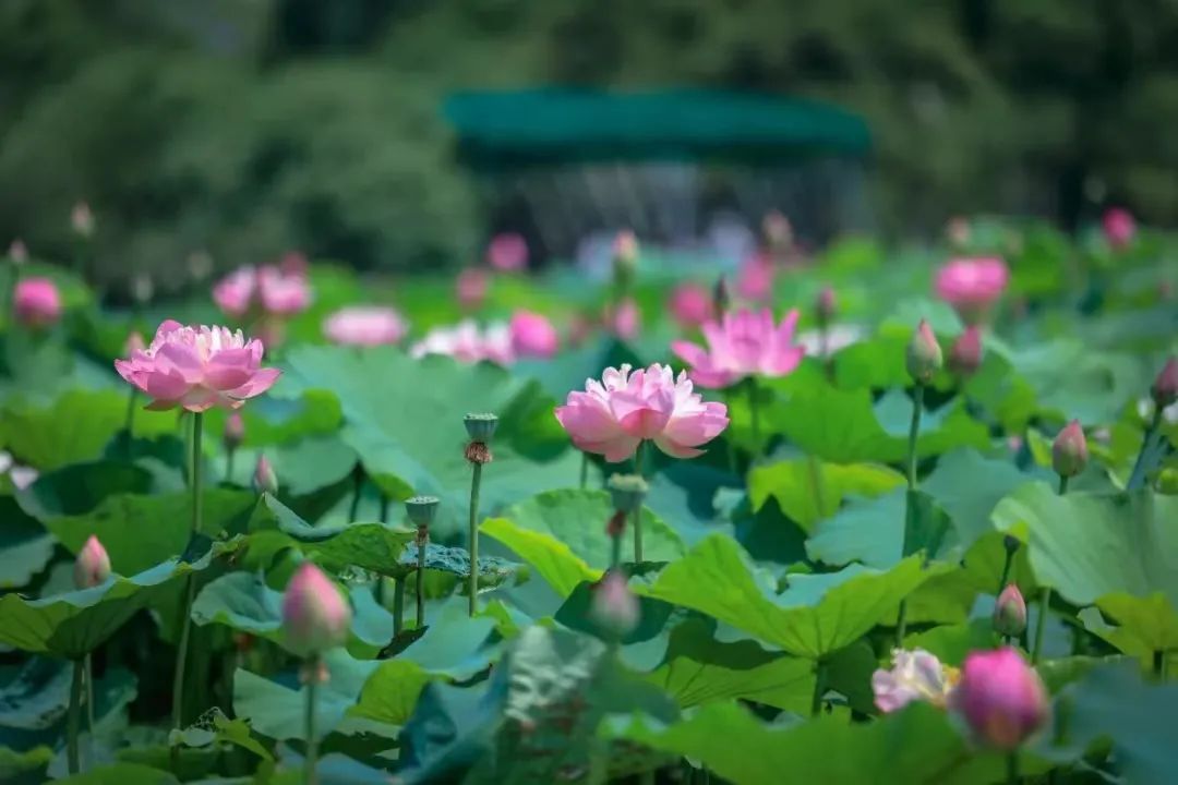 山东曹县万亩荷塘风景区