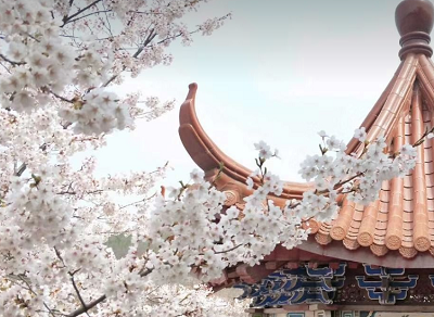 龍王塘櫻花園