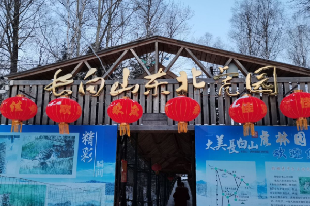 長(zhǎng)白山東北虎林園