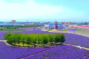 伊帕爾汗薰衣草觀光園