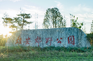 雄安郊野公園