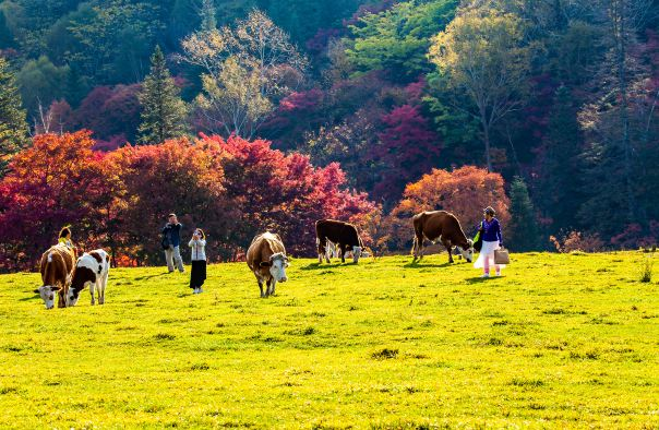 长白山溪谷景区