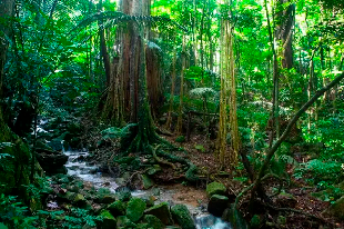 霸王岭国家森林公园白石潭景区