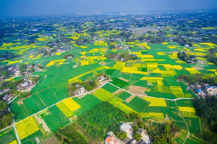 成都三道堰青杠樹景區(qū)