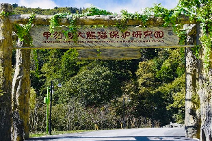 甲勿海大熊貓保護研究園