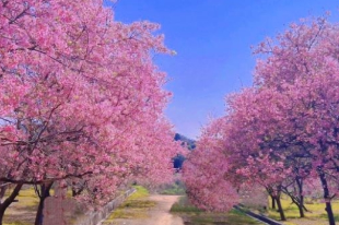 韶關(guān)櫻花公園