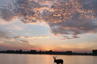 長(zhǎng)江麋鹿苑