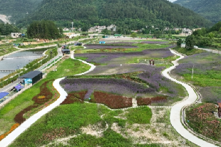 莲花四季花海