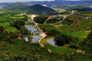 蓝莓谷庄园
