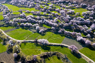 布久朵當村桃花園