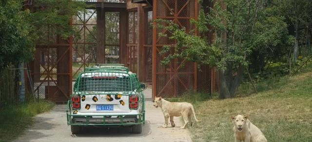郑州一动物主题乐园即将开园，就在7月15日，你知道是哪吗？