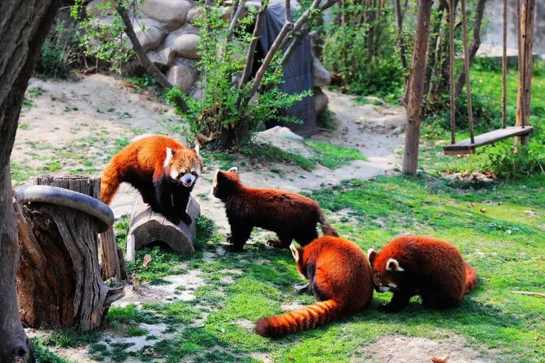 秦岭野生动物园蛇馆图片