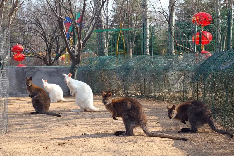 潍坊动物园是金宝乐园的核心景点,是潍坊市辖区内唯一的动物园