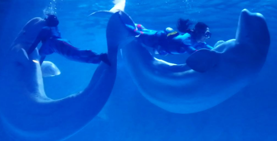 大连圣亚海洋世界海豚表演时间