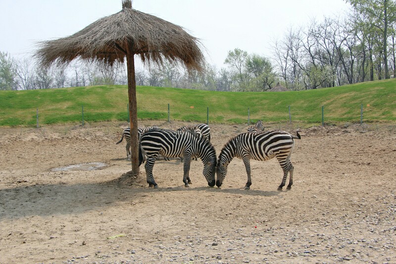 2024北京野生動(dòng)物園門票多少錢一張？（附優(yōu)惠政策）