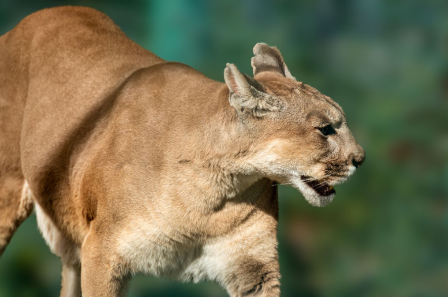 合肥野生動物園