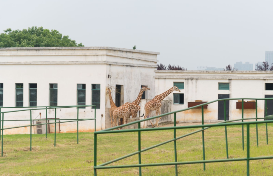 合肥野生動物園