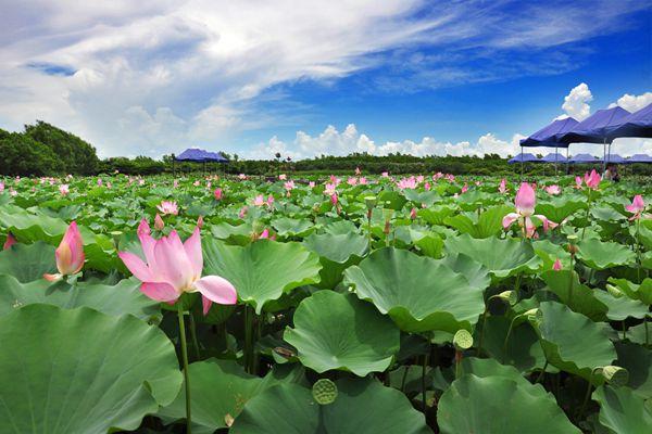 南沙湿地公园门票多少钱-开放时间-景点介绍 南沙湿地公园门票多少钱-开放时间-景点介绍