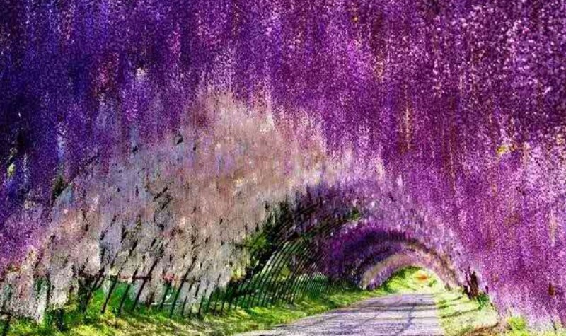 紫藤花长廊.jpg