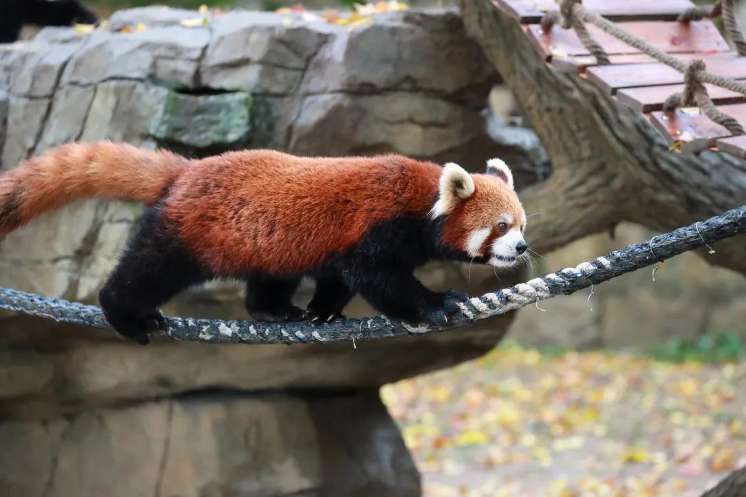 上海野生動物園科普講解