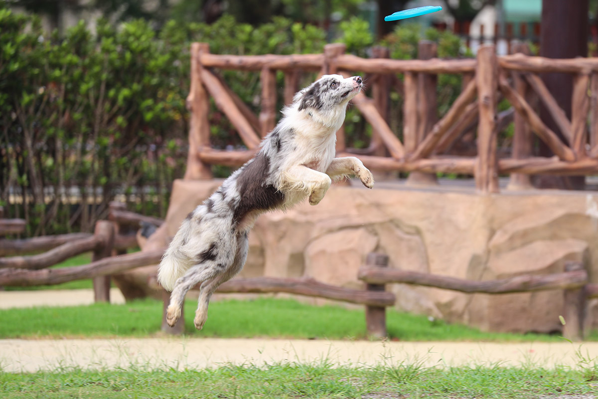 上海野生動物園熱點一勇敢聰明的狗狗