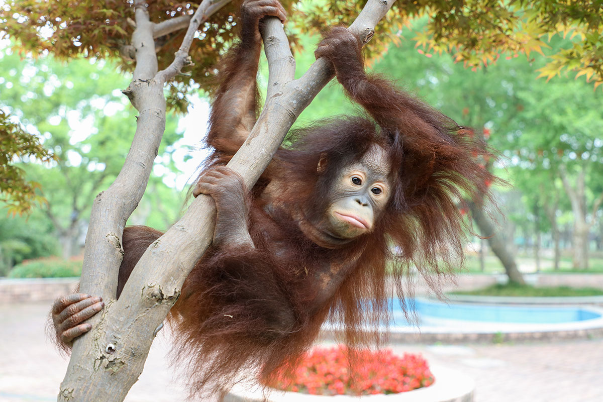 上海野生動物園暑期游園攻略