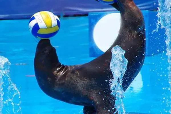 海豚,海狮家族上演开业海洋嘉年华顶球,功夫展示,旋转一波接着一波